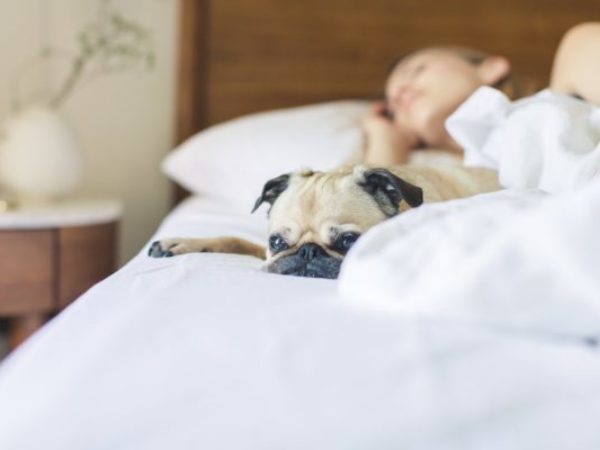 pet trouble sleeping, pet tips, dog in bed