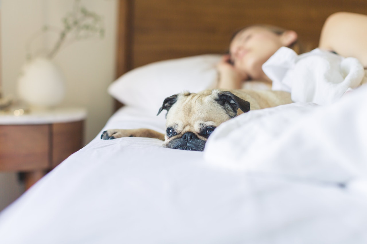 Trouble sleeping? Tips to help your pet have a good night's rest - Ontario  SPCA and Humane Society