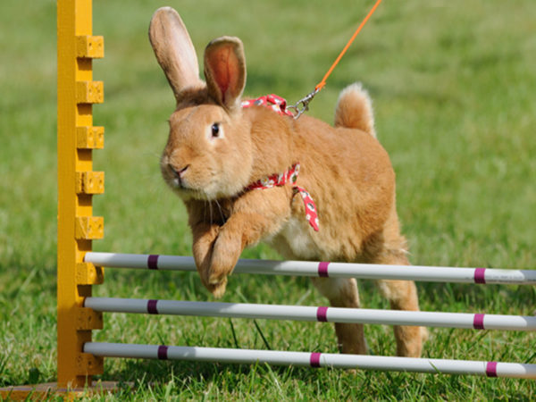 rabbit jumping agility