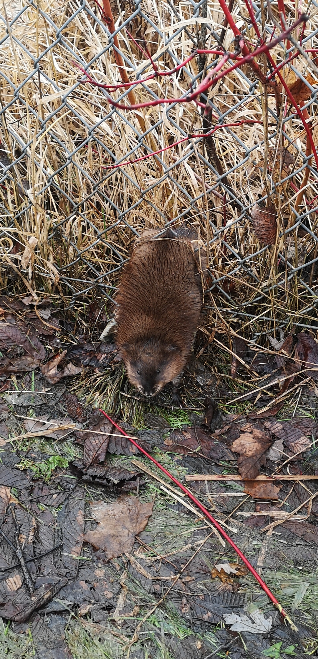 Good news story: Muskrat rescue - Ontario SPCA and Humane Society