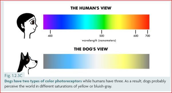 do dogs see like humans