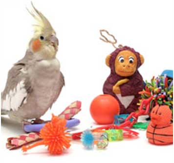 bird with toys