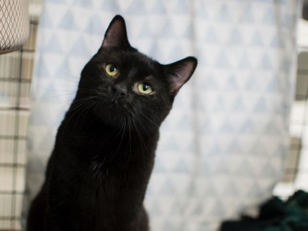 london, black cat, cat enrichment