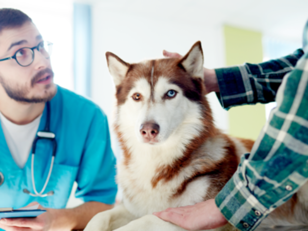 pet insurance, petplan, husky, husky at vet, veterinarian, veterinary