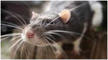close up of rat face