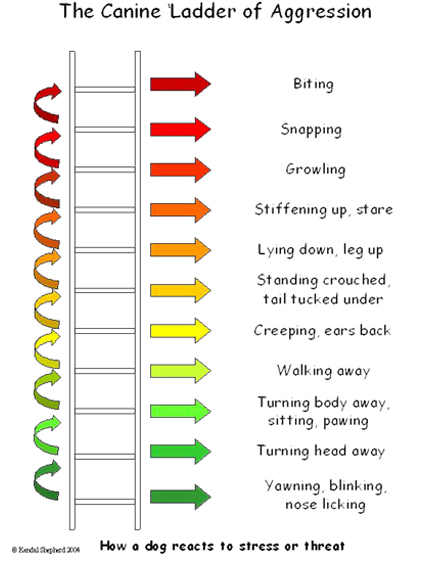 ladder of agression, recognizing stress, stressors in pets