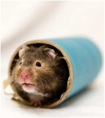 mouse in tube