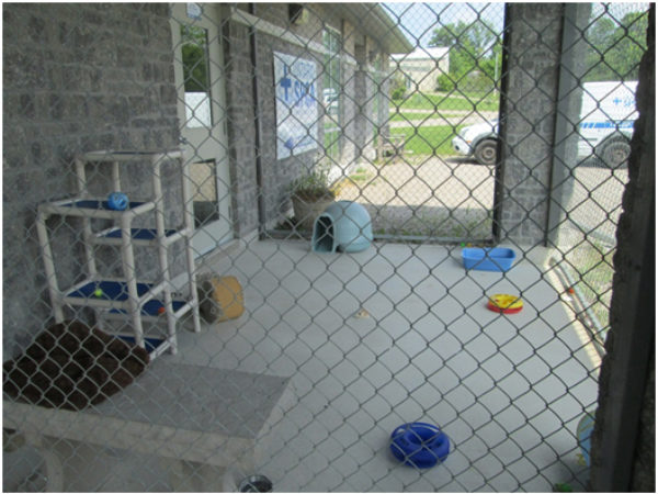 outdoor cat play area