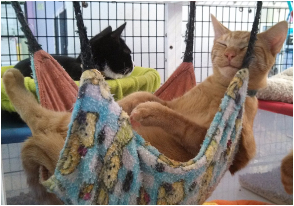 cats laying in hammocks