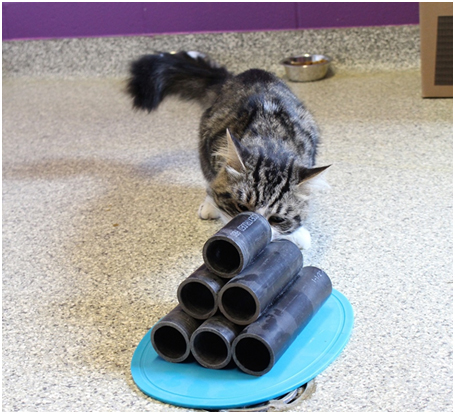 cat examining pile of tubes