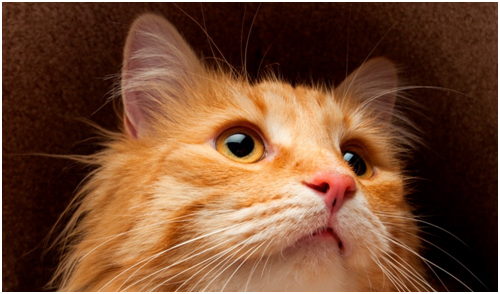 close up of orange cat face
