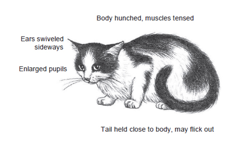 cat diagram body hunched, recognizing stress, stressors in pets