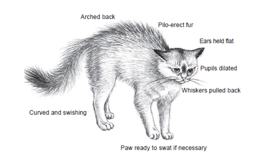 cat diagram arched back, recognizing stress, stressors in pets