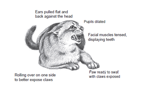 cat diagram showing agression, recognizing stress, stressors in pets