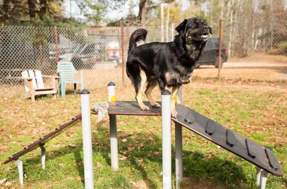 dog standing on agility ladder