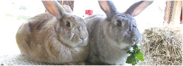 rabbit food balls