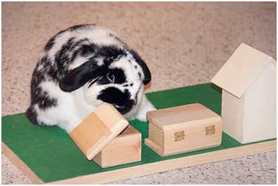 rabbit playing with toys