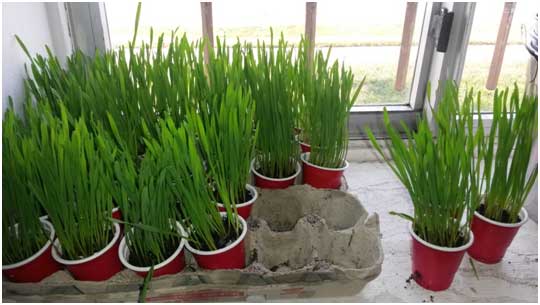 grass grown in cups