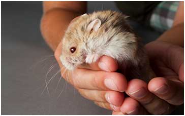 person holding mouse