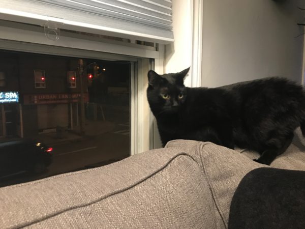 adopted cat, northern projects, dryden