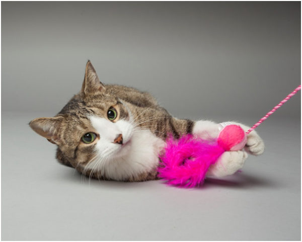 cat playing with pink toy