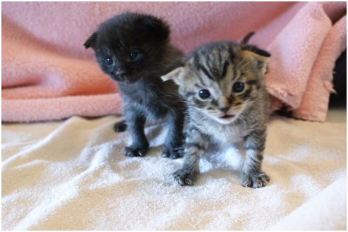 spca kittens