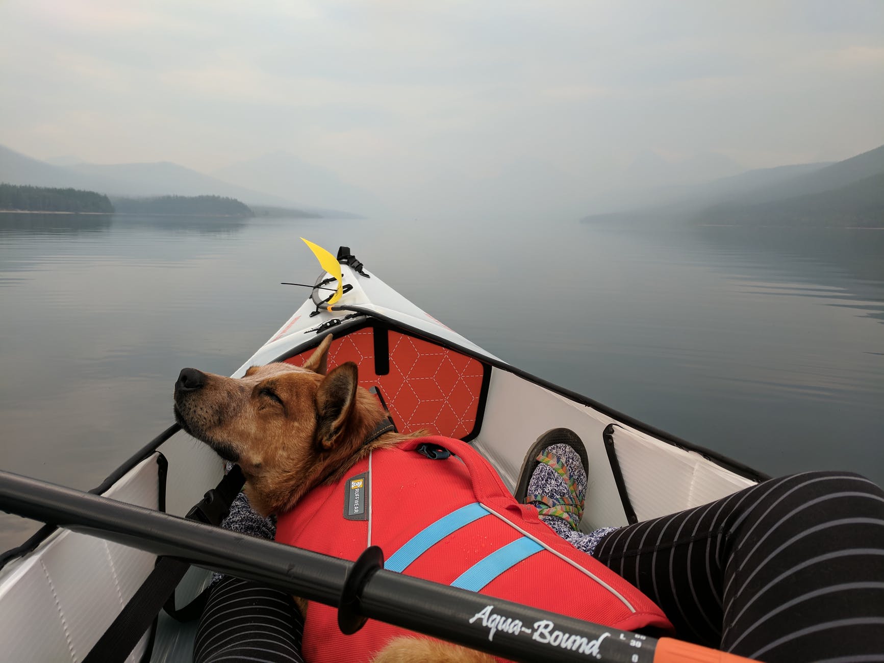 Boating Accessories Making Boating w/ Pets Easier