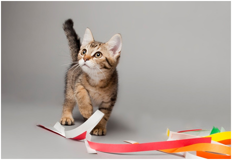 kitten playing with ribbons