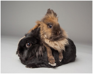 two rabbits