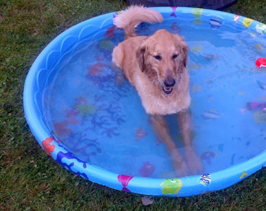 dog laying in kiddy pool