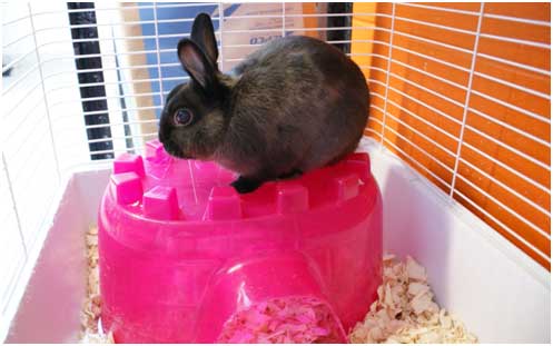 rabbit on house in cage