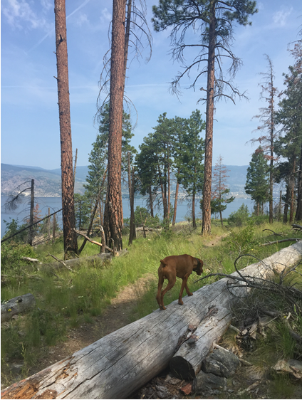 dog outside, hike, hiking, road-trip