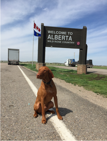 road-trip, road-tripping with pets, 