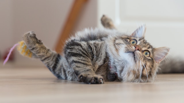 How to engage your indoor cat - Ontario SPCA and Humane Society