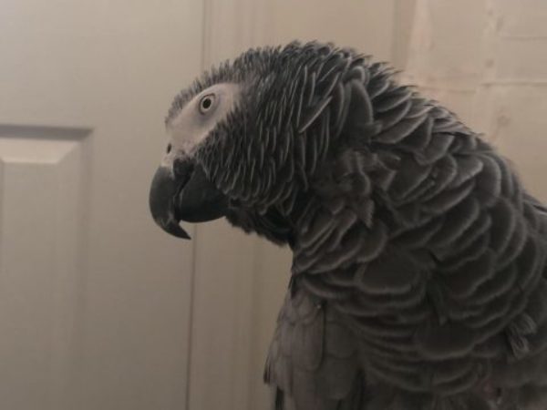parrot, african-grey