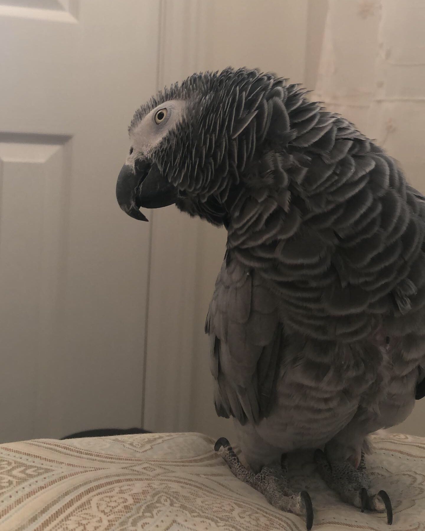 parrot, african-grey