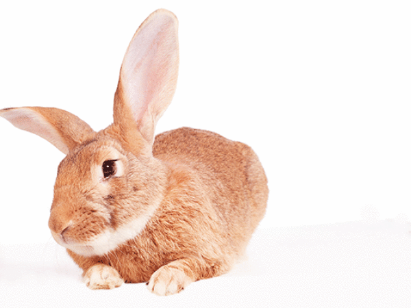 animal rescue story, rabbit, peter rabbit