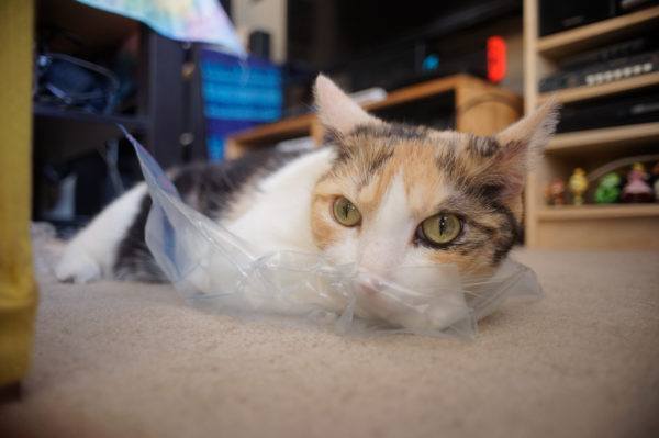 plastic bags, pet safety,