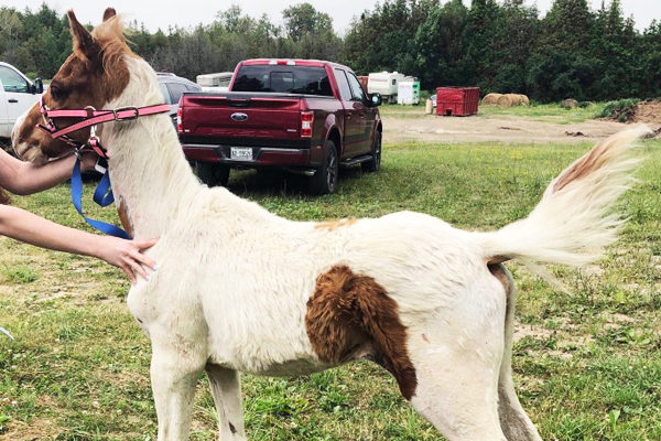 apollo, urgent appeal, ontario SPCA foal