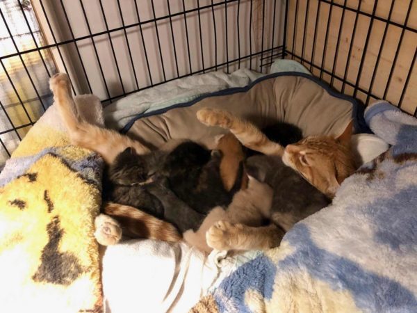 fostering, foster cats, litter of kittens