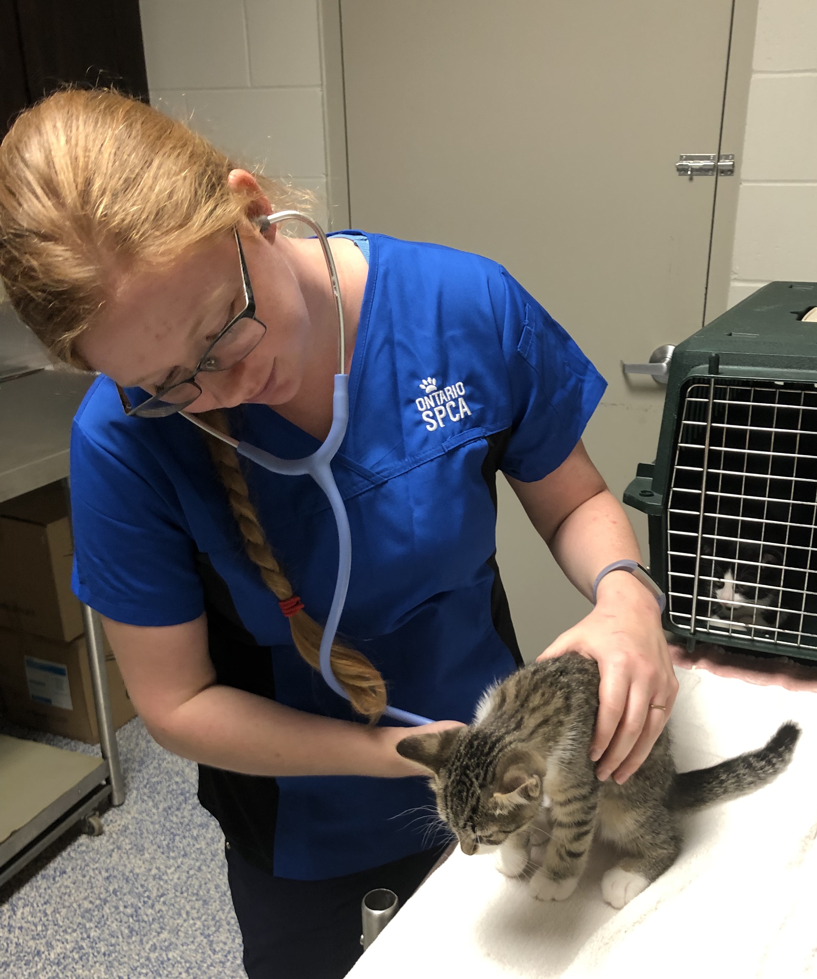 RVT, day in the life, registered veterinary technician