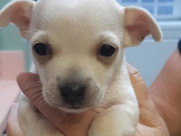 rescued puppy chihuhua, puppy found on side of the road
