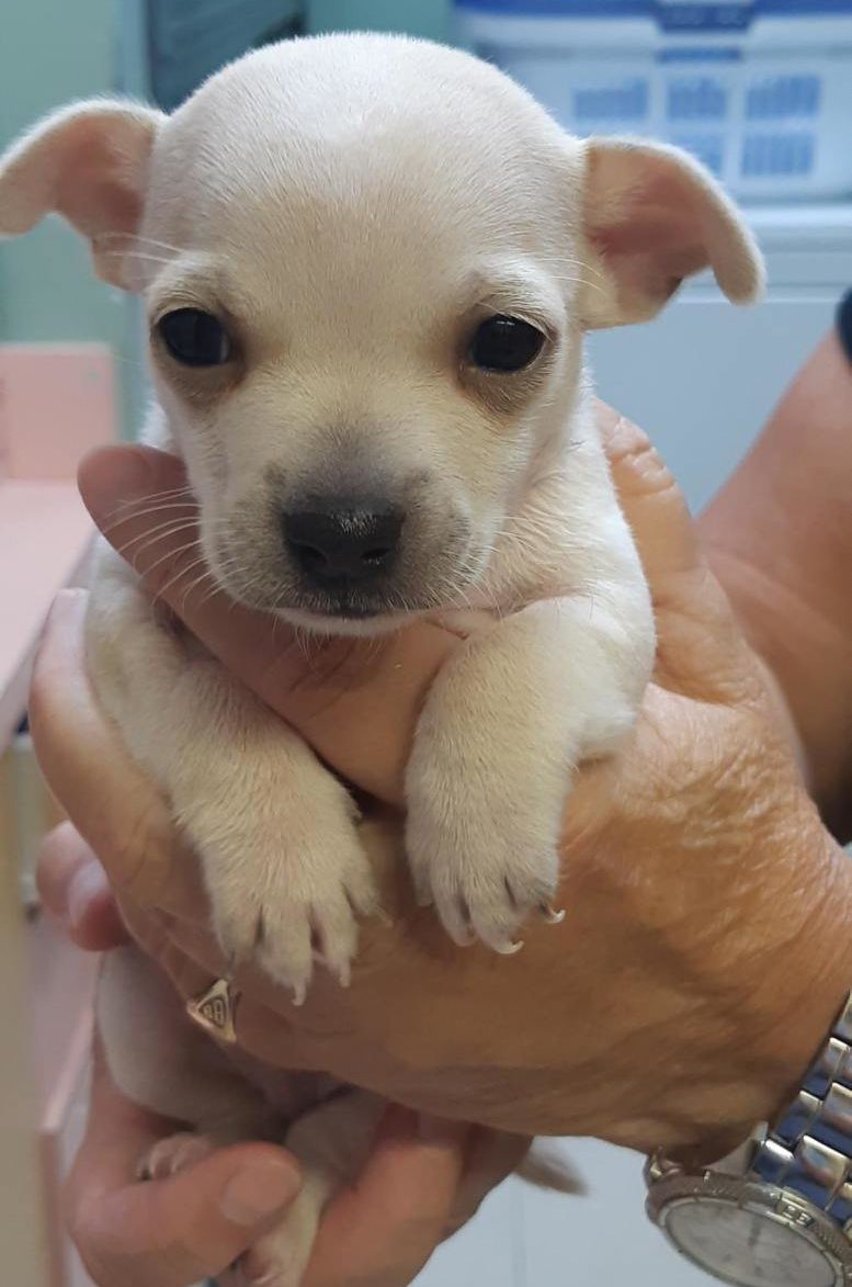 Chihuahua 3 weeks store old