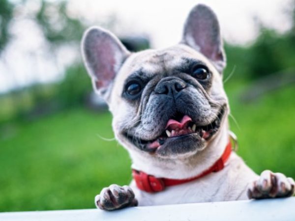 labour day tips, french bulldog, cute dog, pet safety