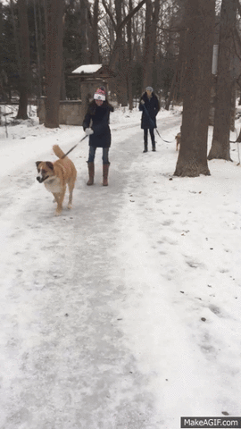 winter dog walk, dog walks, dogs outside