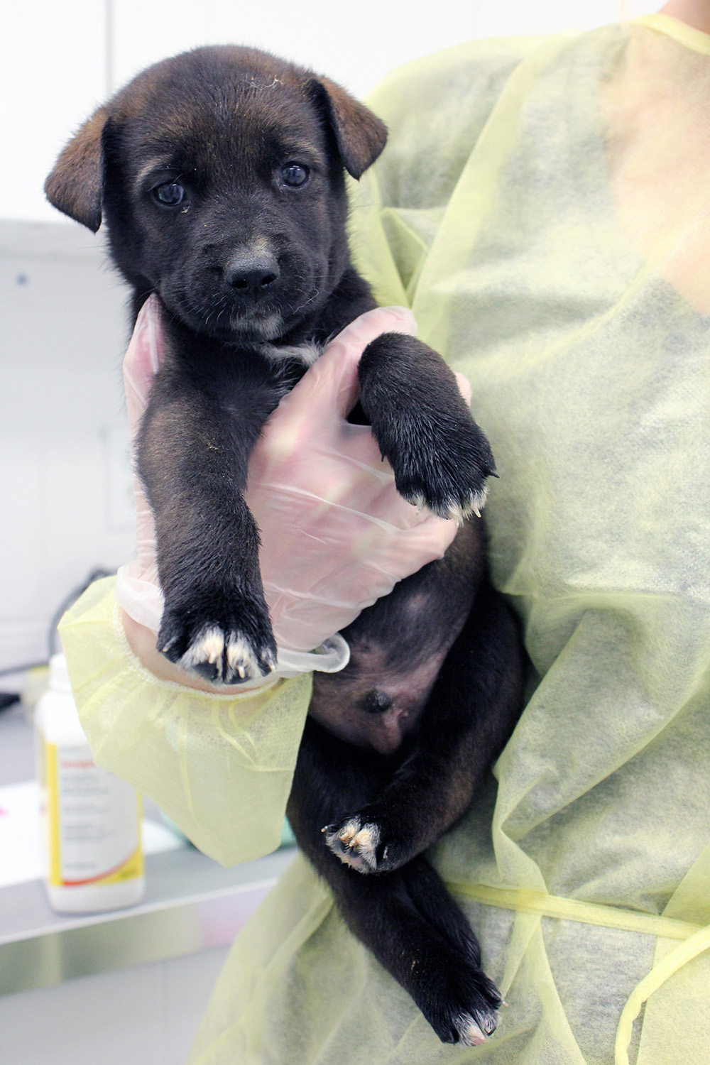 The Ontario SPCA and Humane Society seeks homes for 46