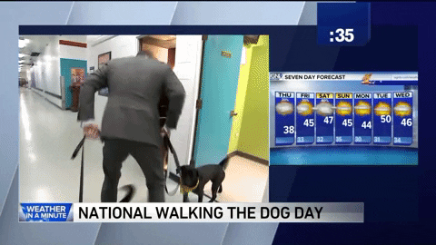 dog walk, dog walks, dogs in office