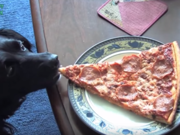funnyplox, pizza, dog stealing pizza,