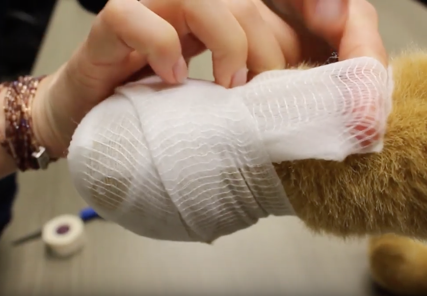 How to bandage a paw Ontario SPCA and Humane Society