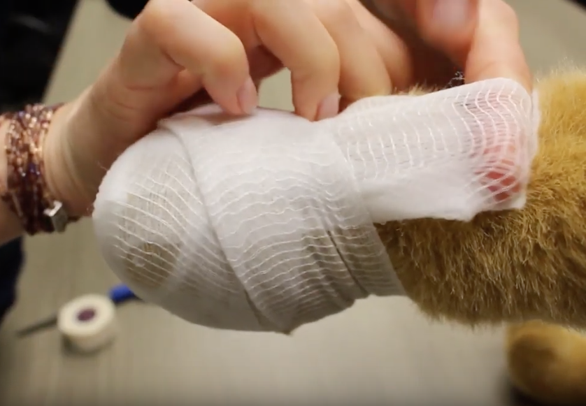How To Bandage A Paw Ontario SPCA And Humane Society